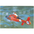 1/35 US Coast Guard HH65C Dolphin